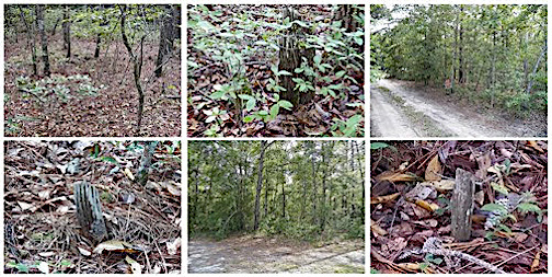 Photographs of the private Quin-Gould burial ground